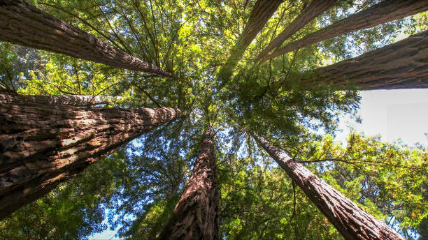 Best Tree Health Inspection  in Monroe Manor, NJ