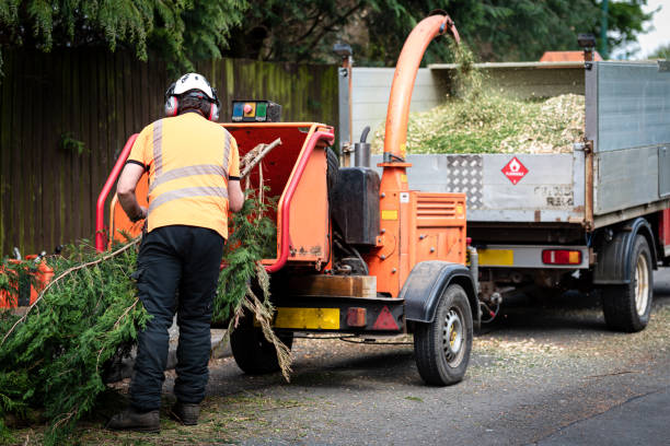 Best Tree Mulching  in Monroe Manor, NJ