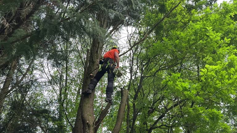 How Our Tree Care Process Works  in  Monroe Manor, NJ