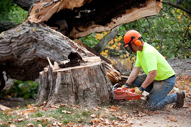 Professional Tree Services in Monroe Manor, NJ