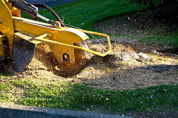 Best Stump Grinding and Removal  in Monroe Manor, NJ