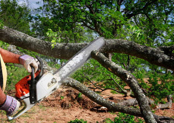 Best Tree and Shrub Care  in Monroe Manor, NJ